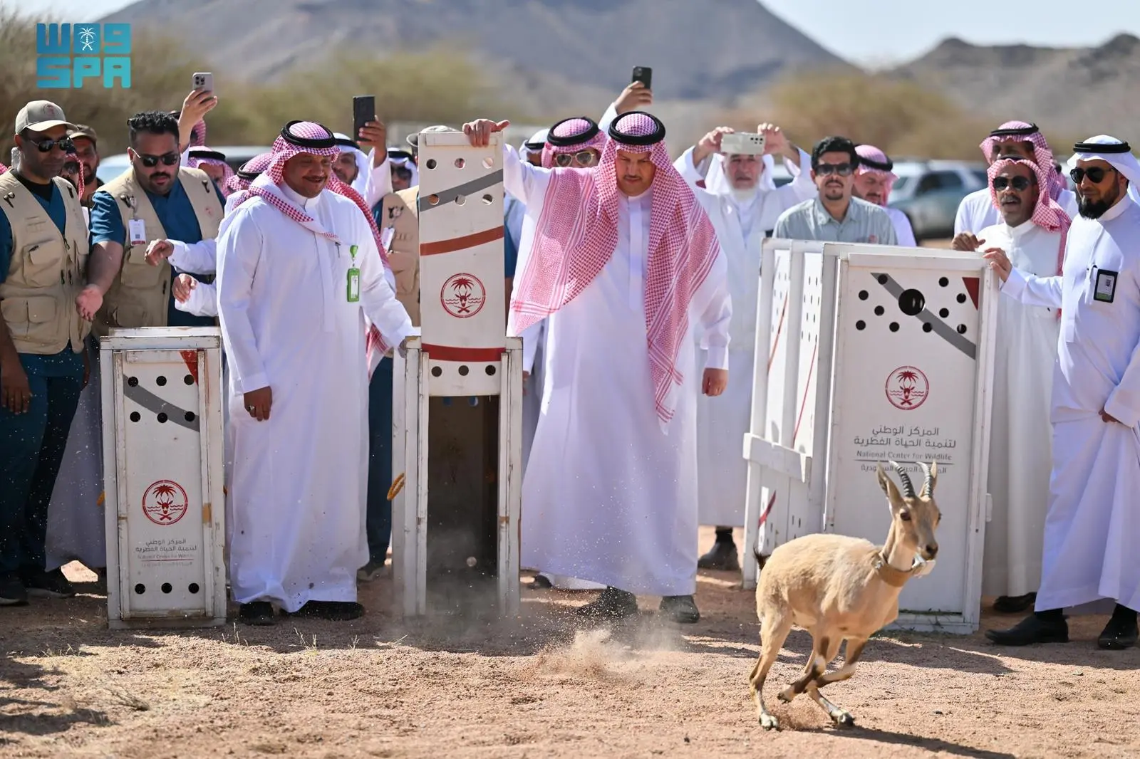 إطلاق 22 كائنًا فطريًا مهددًا بالانقراض في متنزه البيضاء البري
