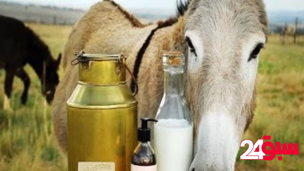 اليوم العالمي للحمار.. استخدام حليبه في صناعة منتجات العناية بالبشرة – سبق 24