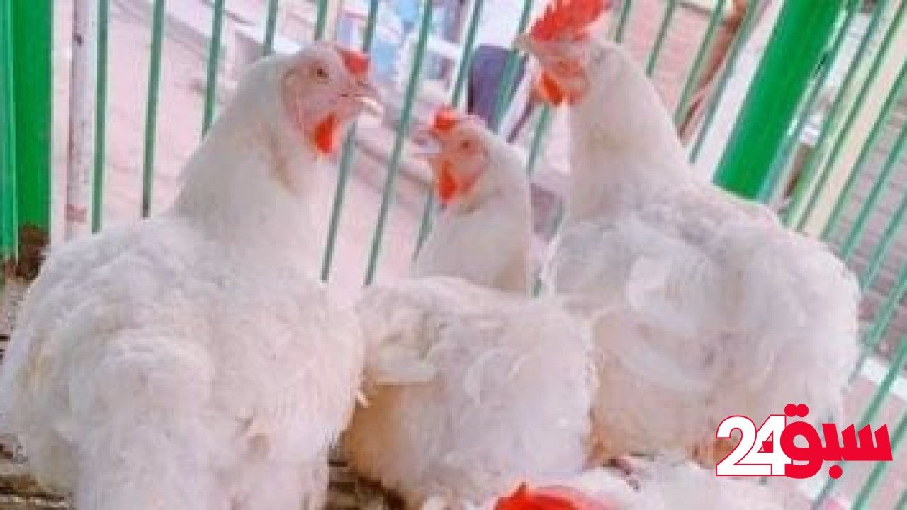 ننشر أسعار الدواجن والبيض بأسواق القليوبية اليوم الجمعة 9-5-2025 – سبق 24