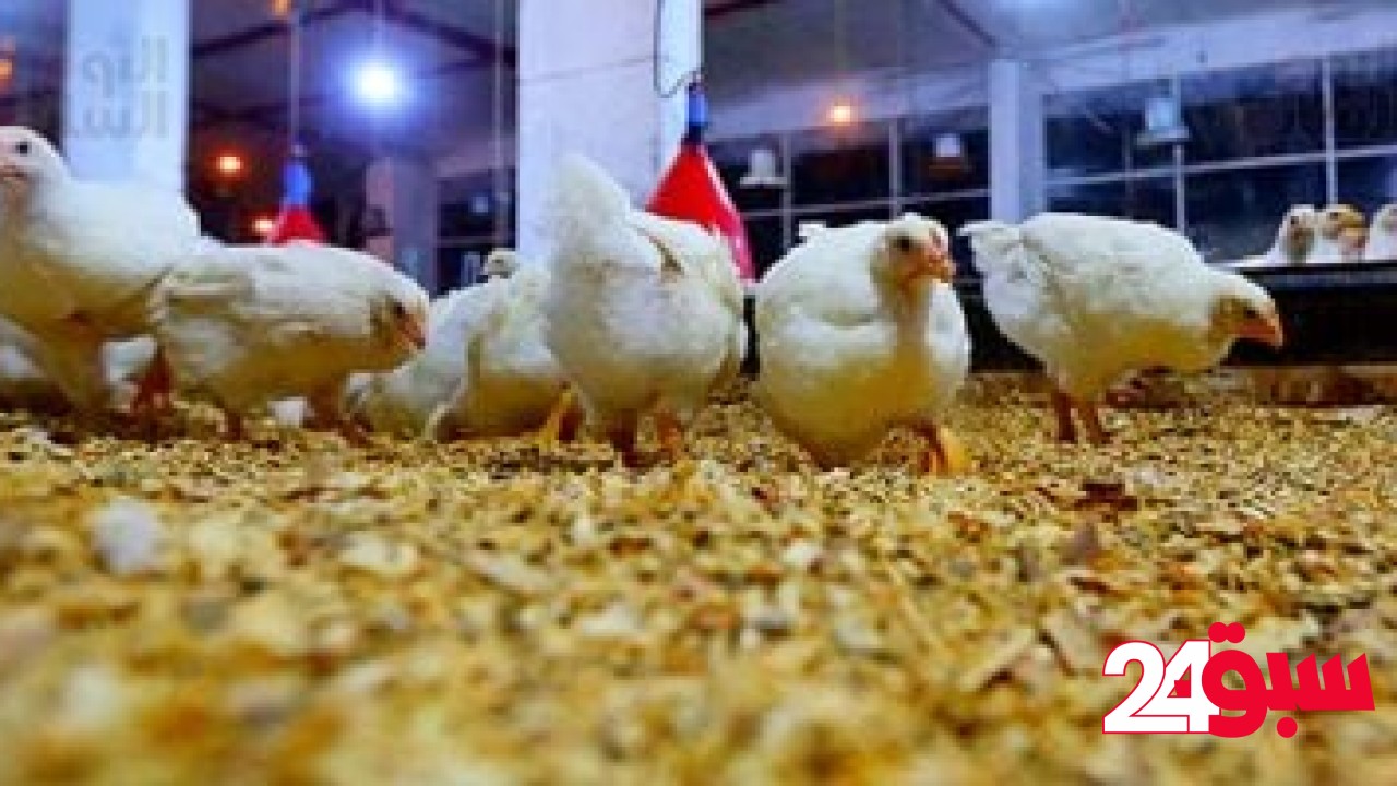 أسعار الدواجن والبيض بأسواق القليوبية اليوم السبت 17-5-2025 – سبق 24