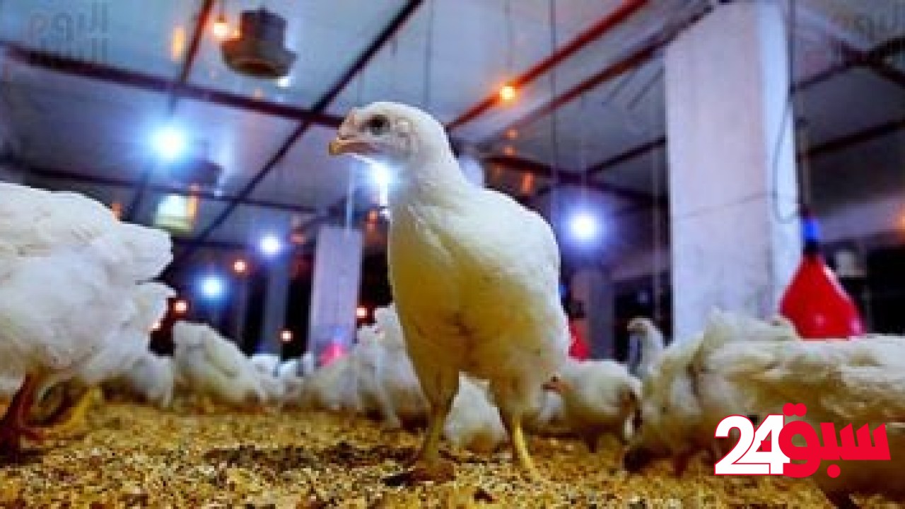أسعار الدواجن اليوم الأحد 11-5-2025 بأسواق محافظة البحيرة – سبق 24