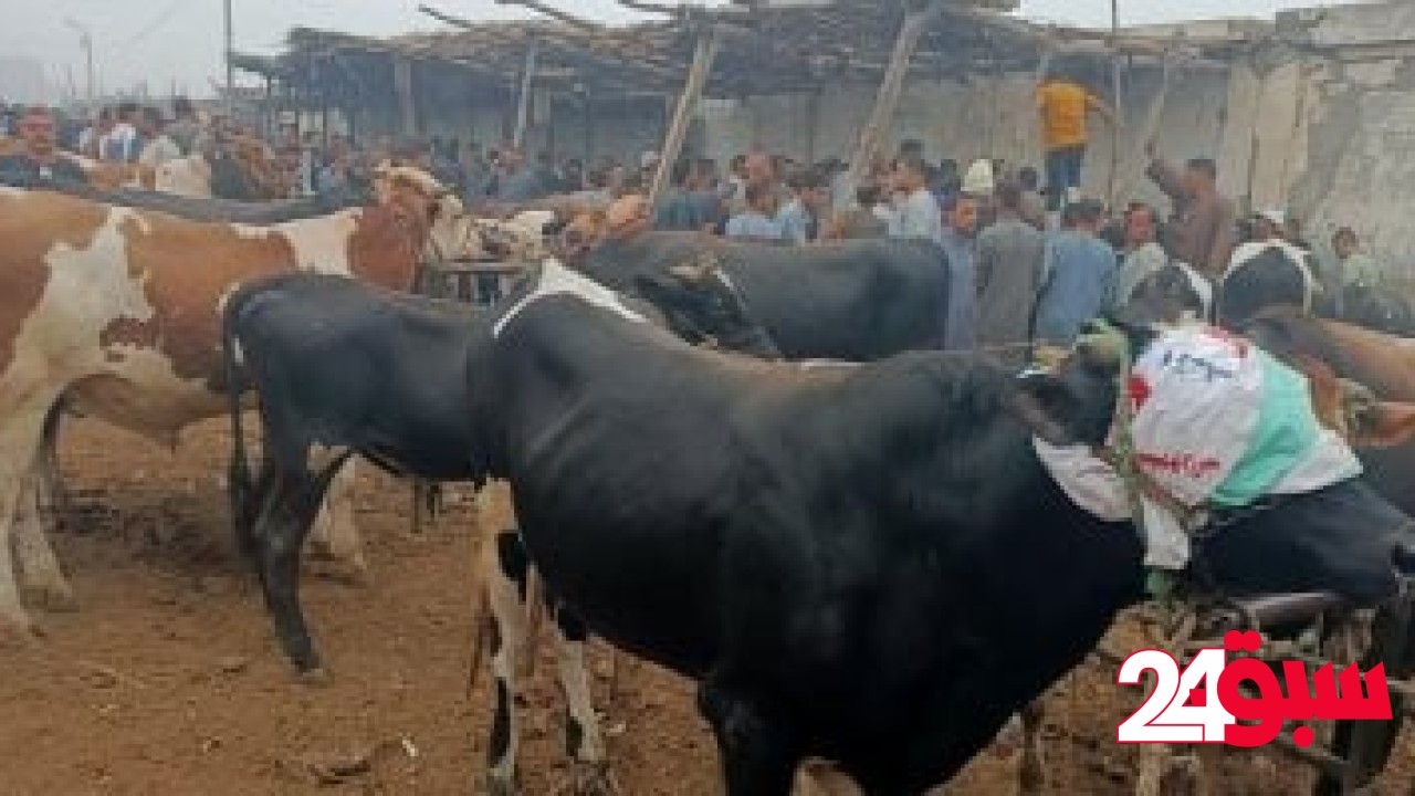 يتيح تعويضات على الماشية والدواجن.. ما هو التأمين متناهى الصغر؟ – سبق 24