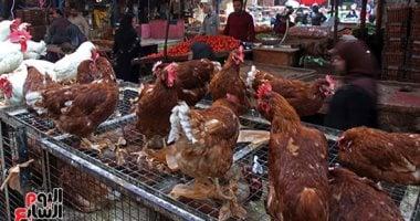 أسعار الدواجن اليوم الأحد 4-5-2025 بأسواق محافظة البحيرة – سبق 24