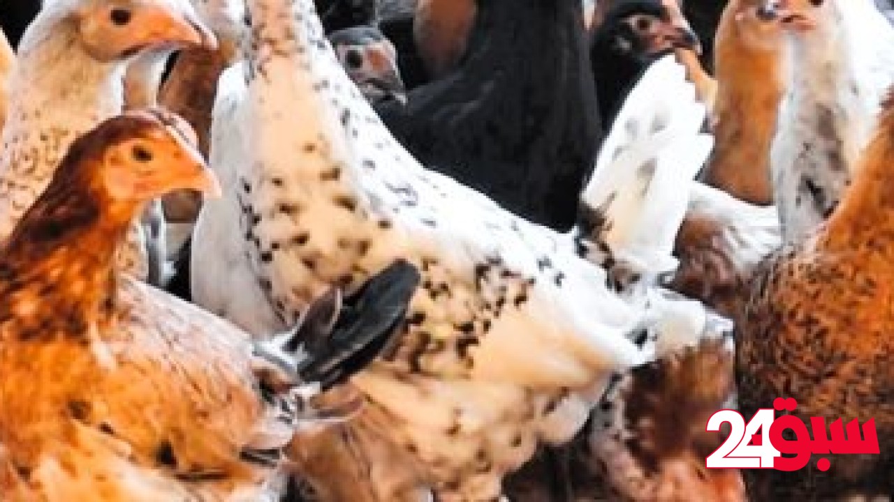 سعر الدواجن بالأسواق اليوم الأحد فى المنوفية.. الفراخ البيضاء بـ103 جنيهات – سبق 24