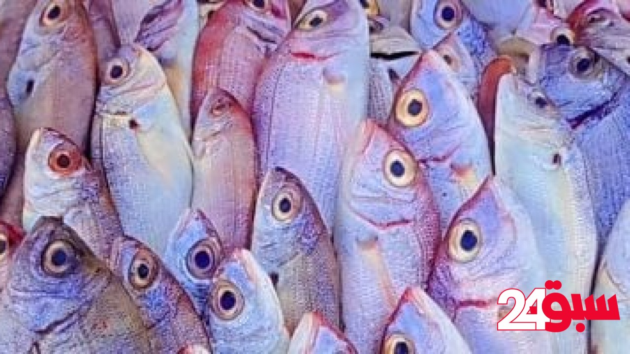 أسعار الأسماك اليوم الاثنين 12–5-2025 بأسواق محافظة مطروح – سبق 24