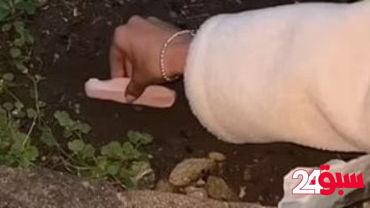 دفن الهوت دوج قبل حفل زفاف ببريطانيا أغرب تريندات التيك توك.. اعرف قصته – سبق 24