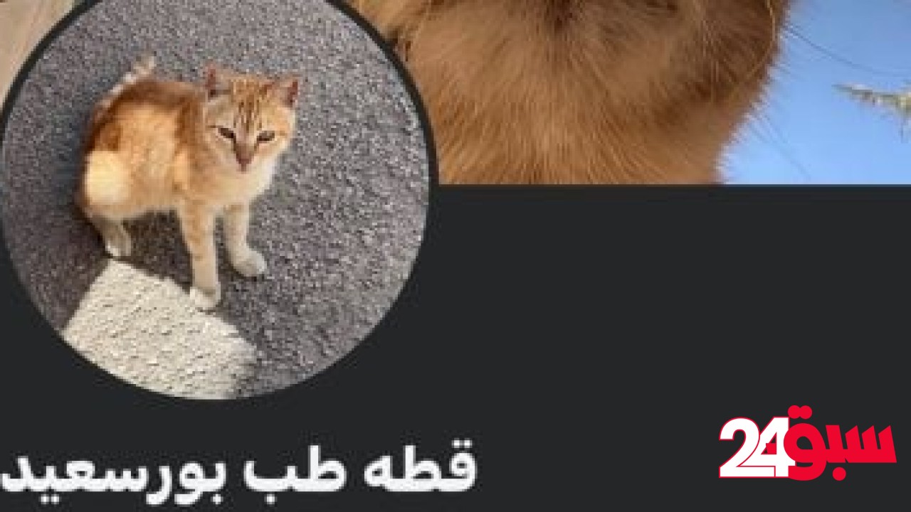 من قطة ألسن لكلب طب المنصورة.. حيوانات الجامعات نجوم على السوشيال ميديا – سبق 24