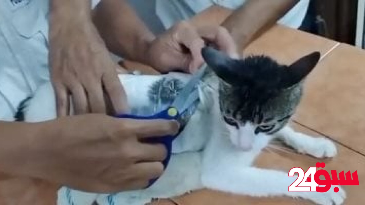 القبض على قطة بتهمة تهريب مخدرات إلى سجن بكوستاريكا.. اعرف التفاصيل – سبق 24