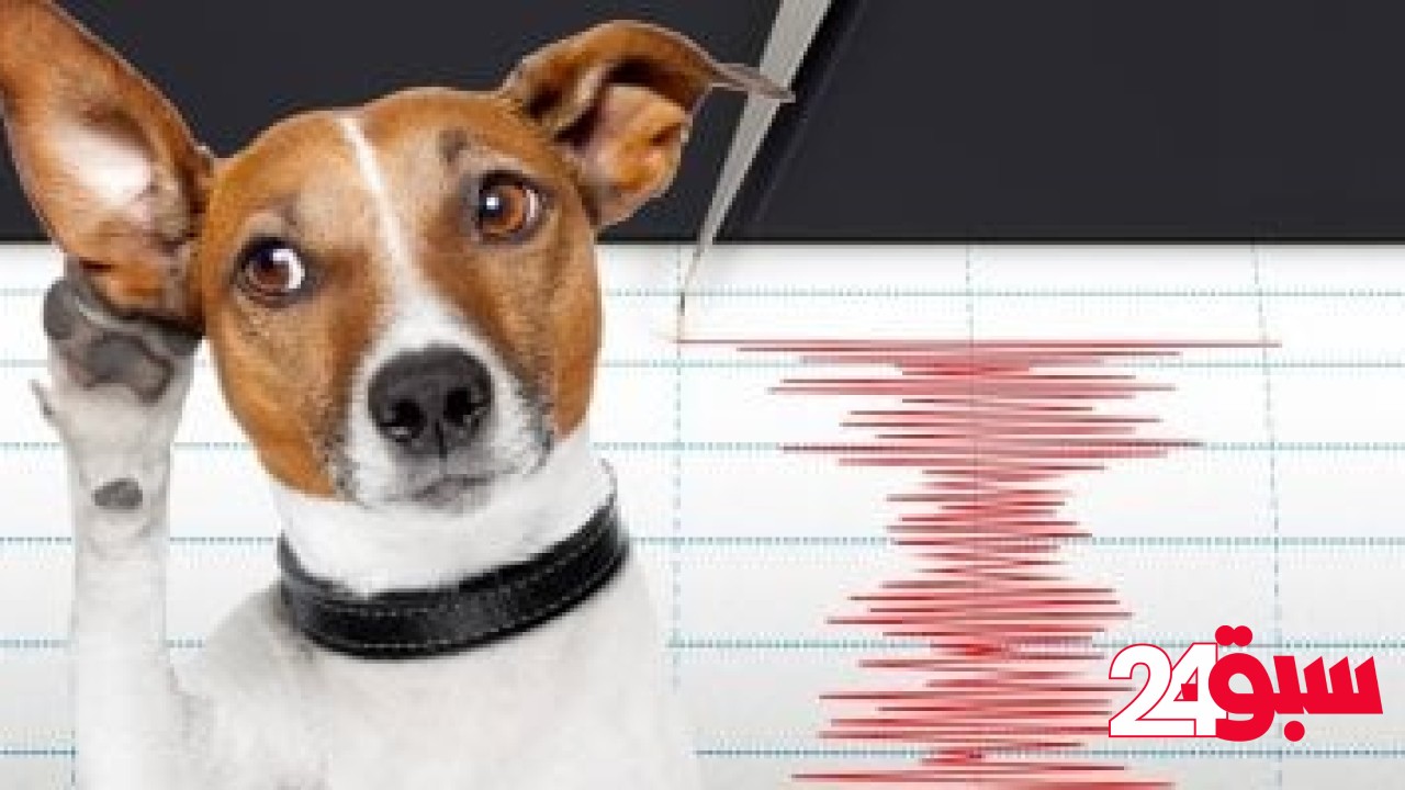 هل تستطيع الأسماك والحيوانات التنبؤ بحدوث زلزال ؟.. اعرف الحقيقة – سبق 24