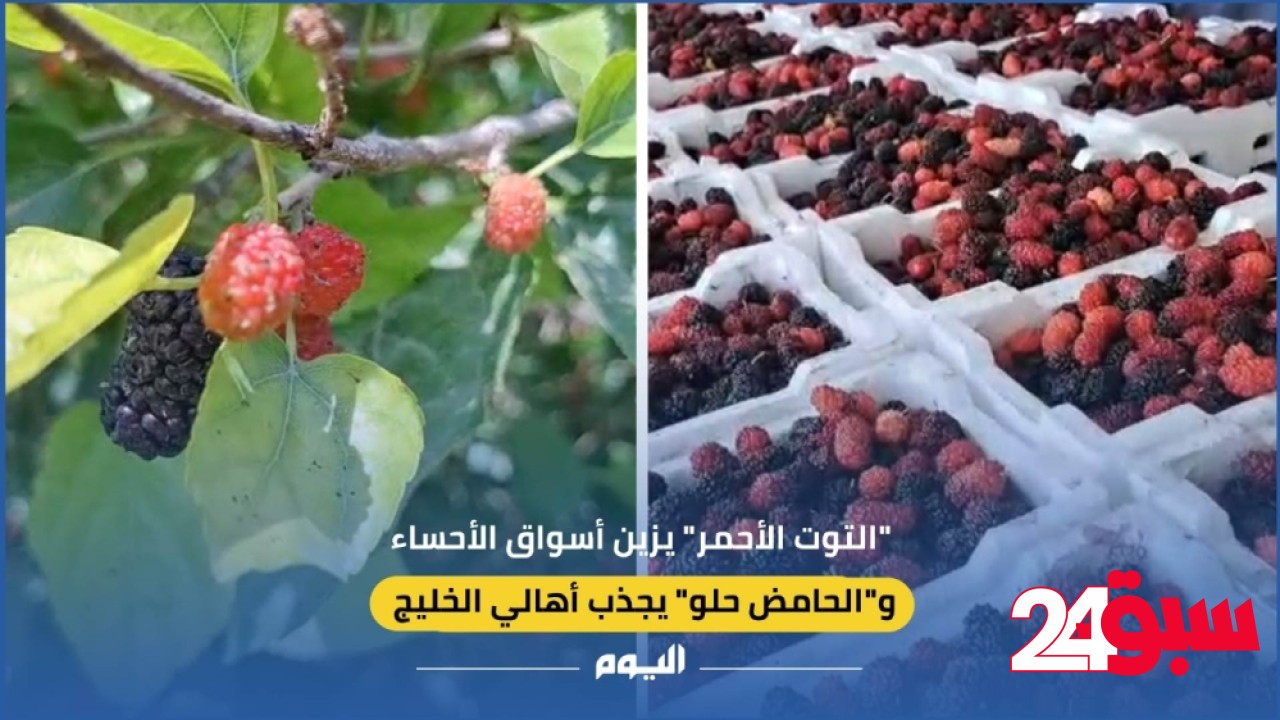 فيديو| “التوت الأحمر” يزين أسواق الأحساء.. و”الحامض حلو” يجذب أهالي الخليج