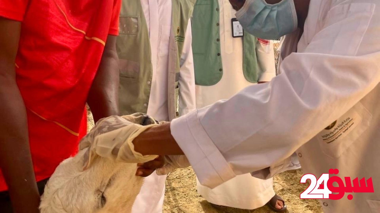 “أضم”.. ورشة للكشف على المواشي وتعزيز جودة اللحوم استعداداً للحج