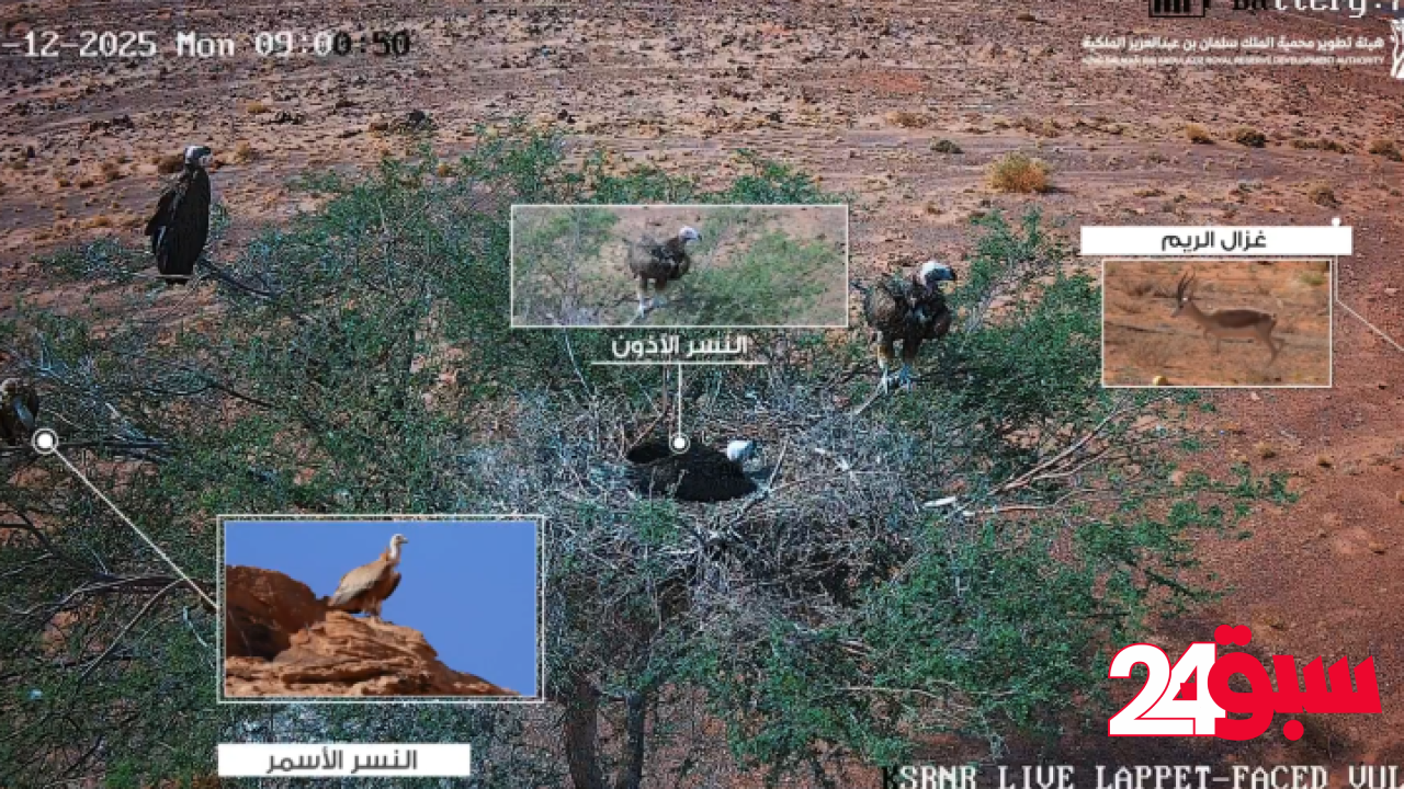 لقطات تجسّد جهود تهيئة موائل آمنة للحياة الفطرية بمحمية الملك سلمان